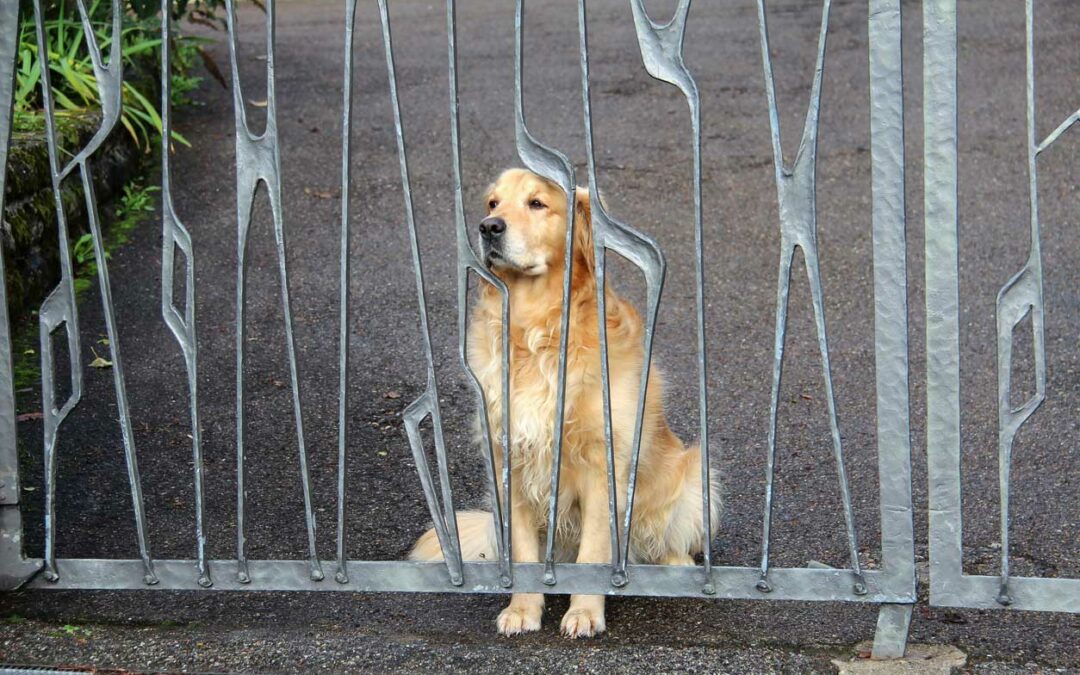 Promener son chien : indispensable même avec un jardin
