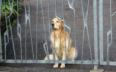 Promener son chien : indispensable même avec un jardin