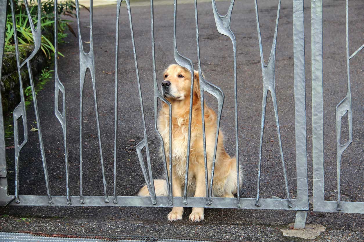 Chien de type labrador enfermé derrière une grille qui rêve d'une promenade