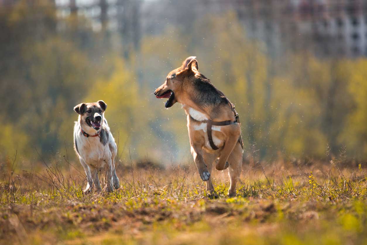 Deux chiens heureux qui courent ensemble