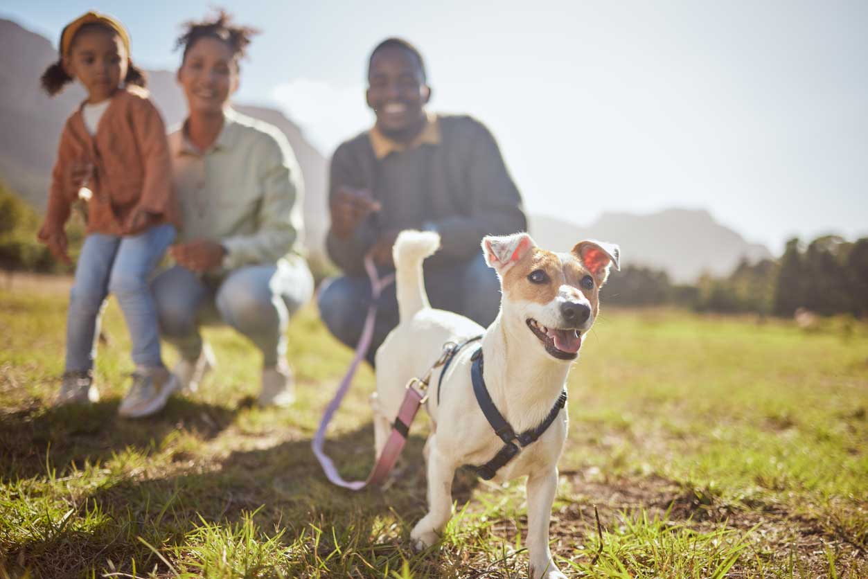 Chien jack russel en promenade en laisse avec sa famille