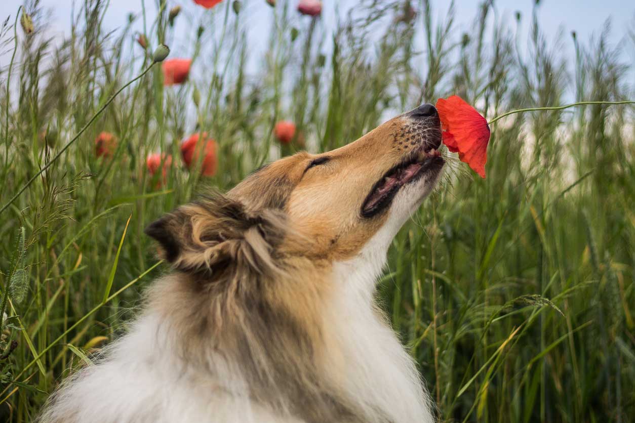Chien de type collie qui renifle une fleur