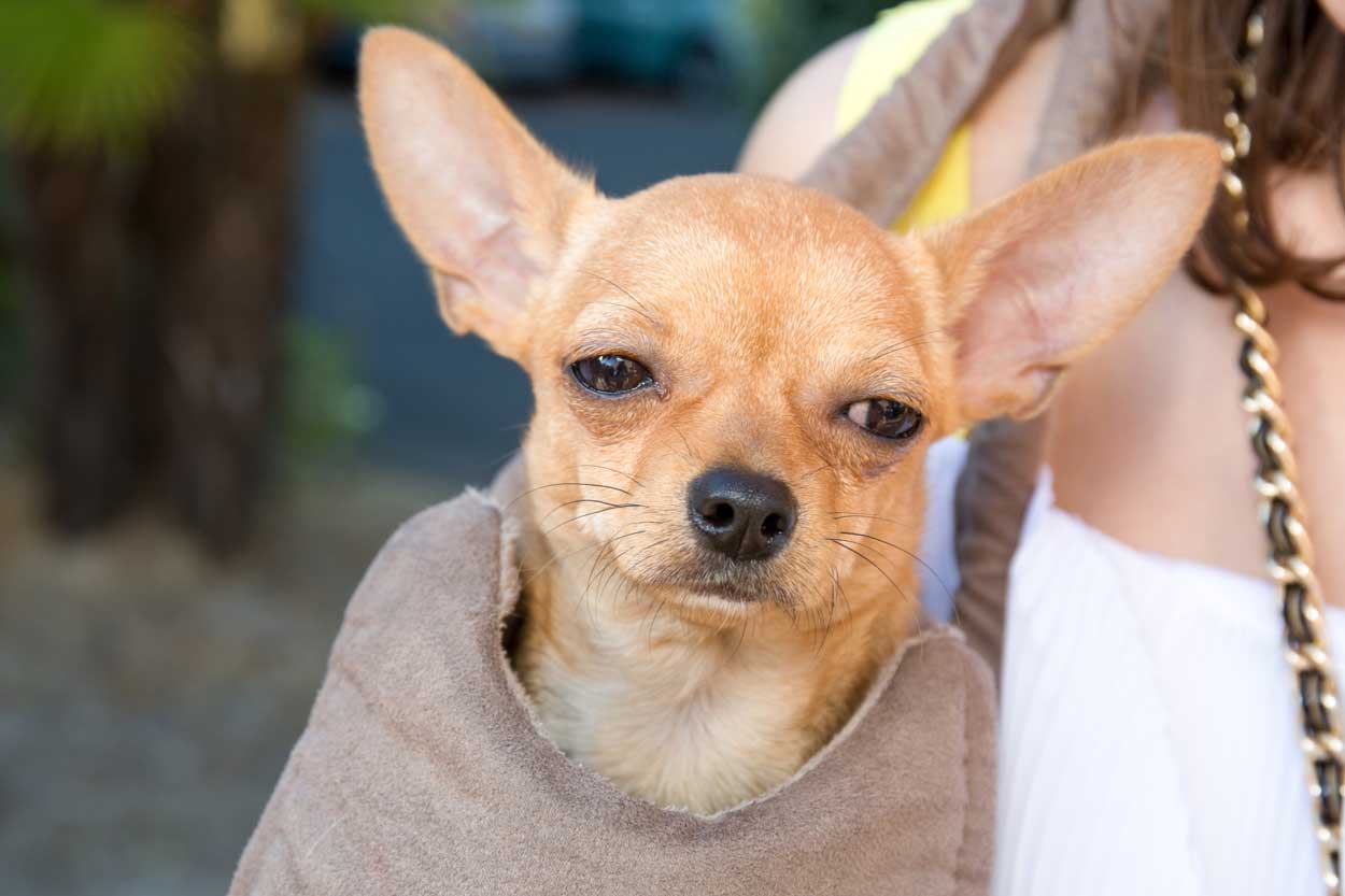 Doggolistic image Petit chien Chihuahua frustré d'être porté dans un sac