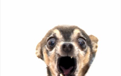 Nos attentes envers nos chiens : leur fardeau invisible