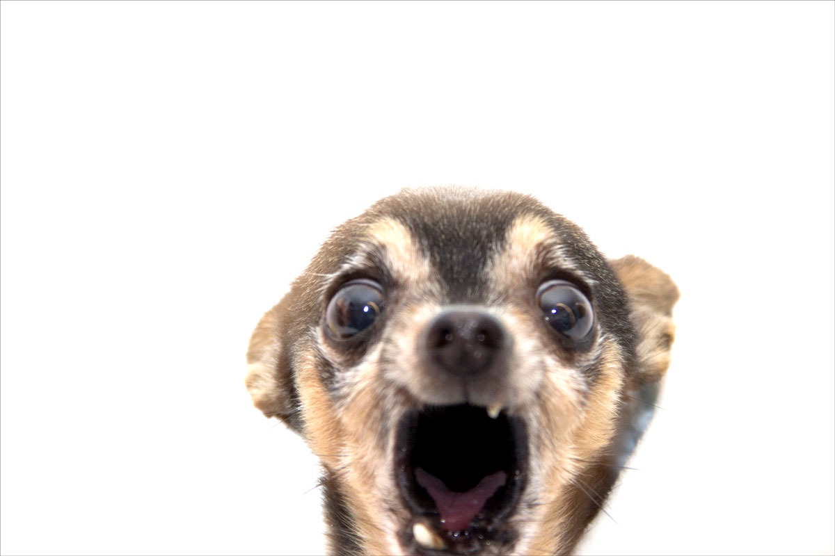 Petit chien chihuahua en colère qui en a marre d'être traité comme un accessoire