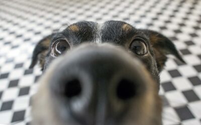 Focus de votre chien : 12 exercices pour renforcer votre lien