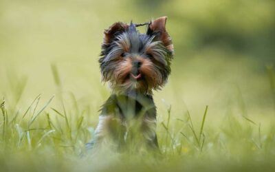 Petit chien, grands besoins