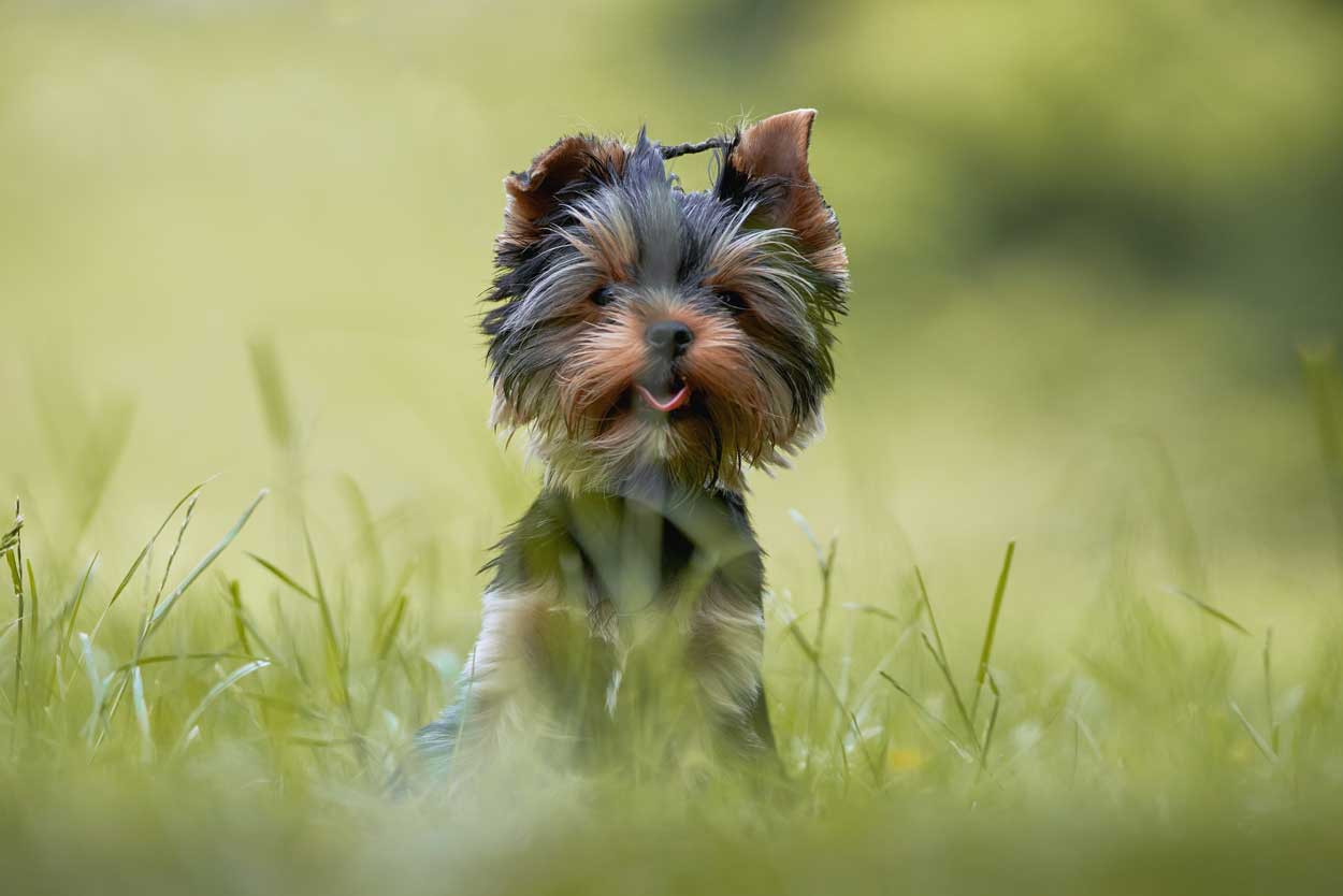 Small dog, a Yorkshire terrier, sitting in the grass.