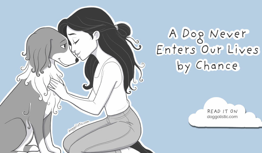 There Are No Coincidences: When a Dog Changes Our Lives