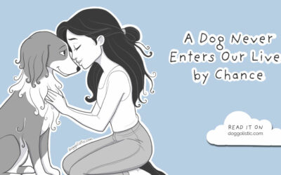 There Are No Coincidences: When a Dog Changes Our Lives
