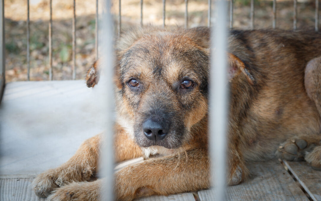The Senior Dog Who Dreamed of One Last Home