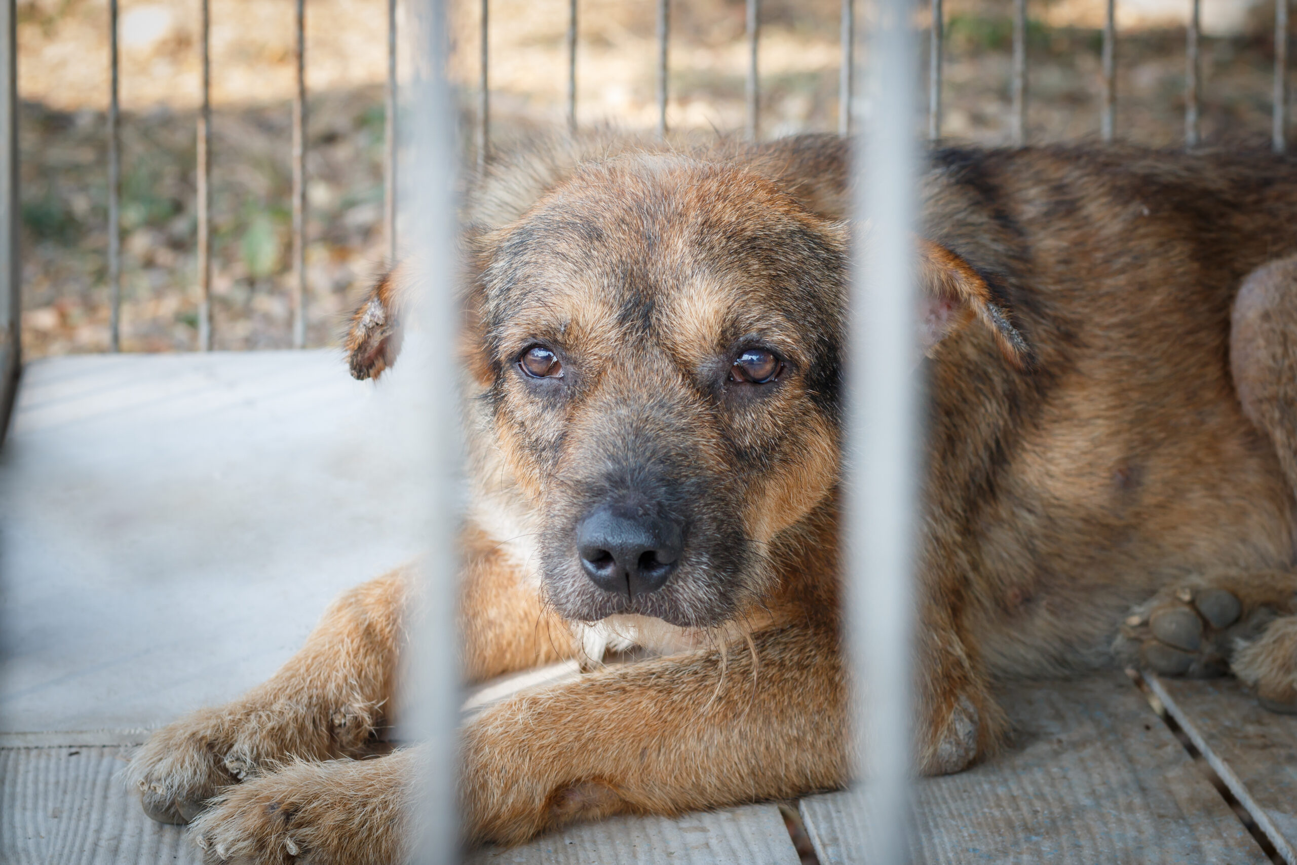 Photo d'un vieux chien fatigué derrière des barreaux dans un refuge qui espère trouver une famille et être adopté