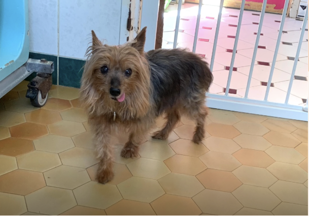 Vieux chien senior à adopter à la SPA