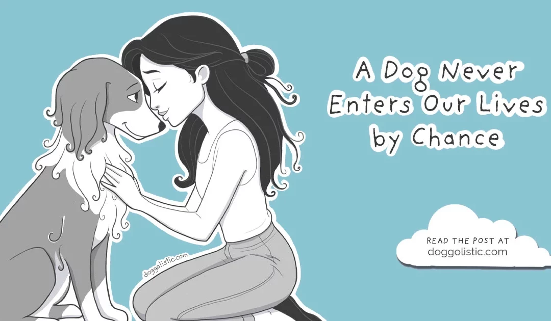 There Are No Coincidences: When a Dog Changes Our Lives