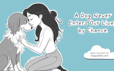 There Are No Coincidences: When a Dog Changes Our Lives