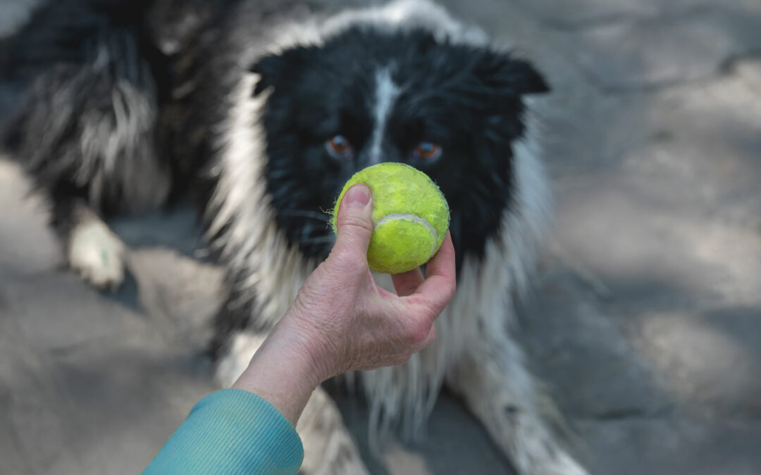 Étude : quand les chiens deviennent accros à leur jouet