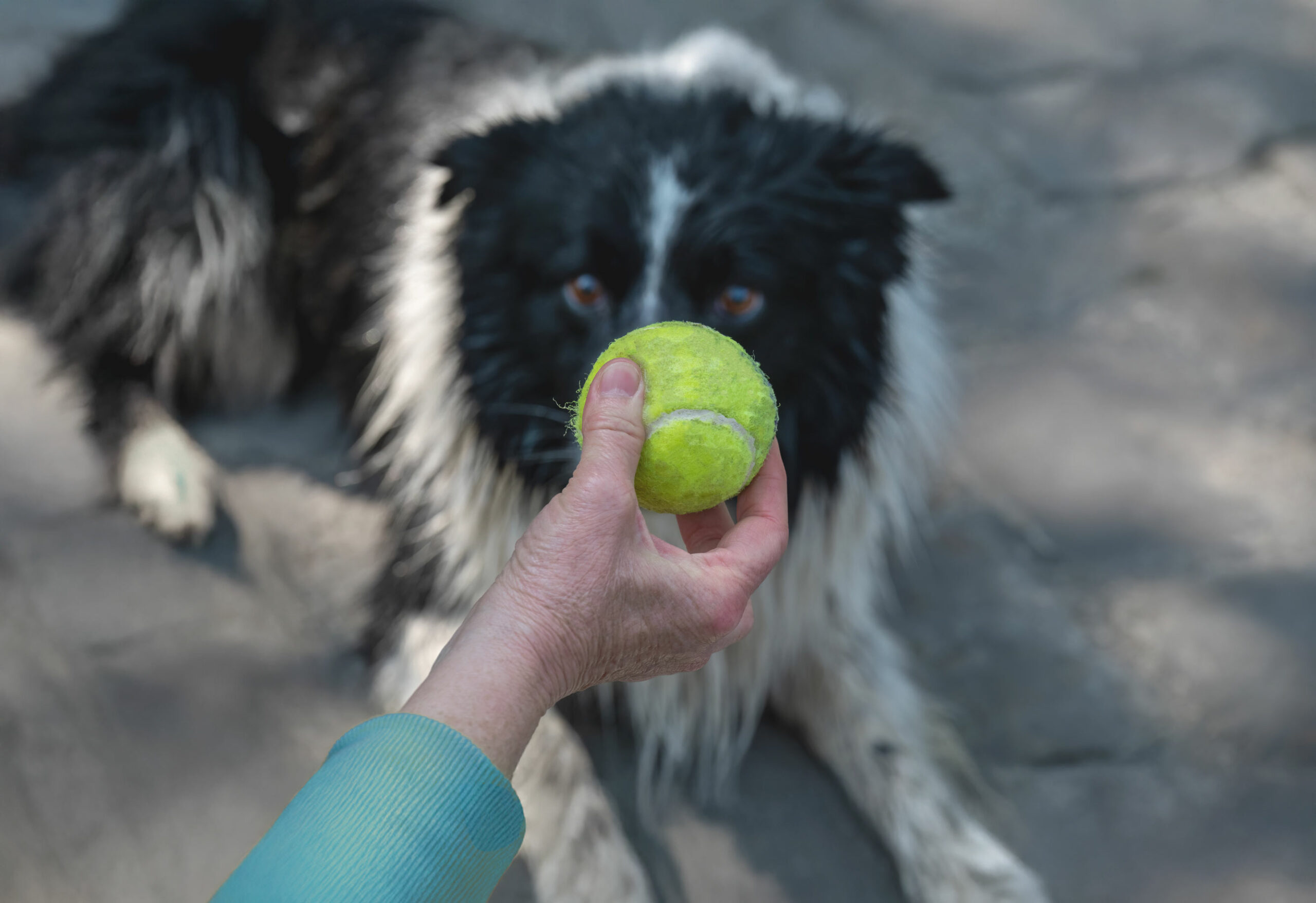 Border collie accro à la balle