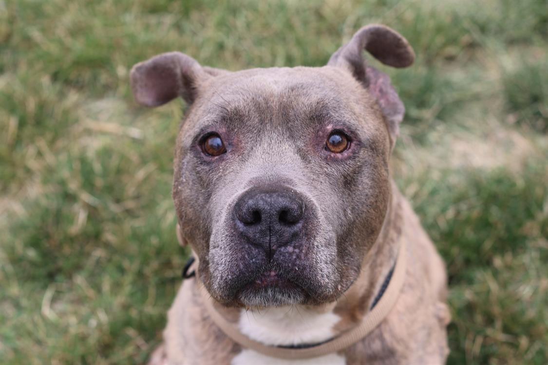 Vieux chien senior à adopter à la SPA