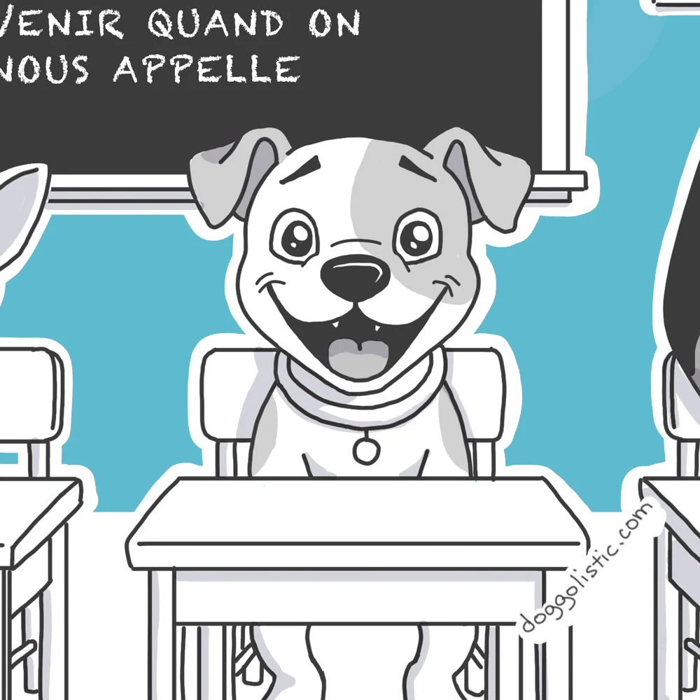 Illustration par Doggolistic d'un chien pitbull amercian staff staffordshire terrier et doberman assis en classe pour leurs cours d'éducation canine