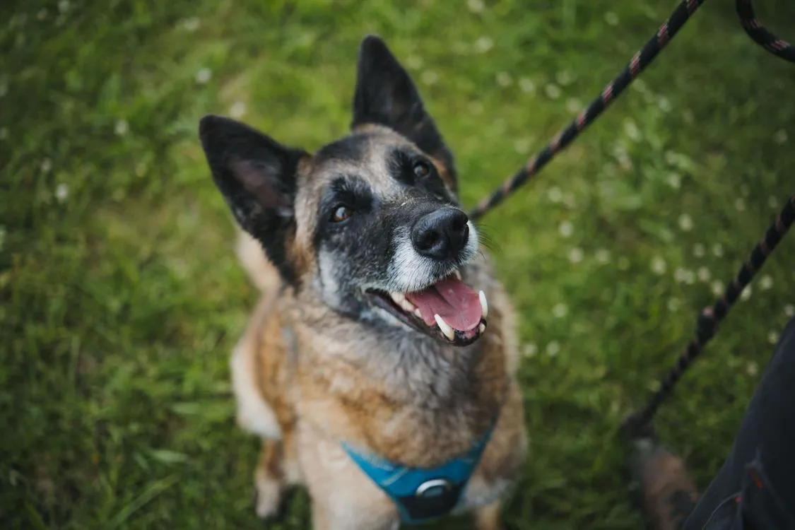 Vieux chien senior à adopter à la SPA